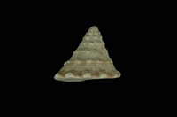 藏品(銀塔鐘螺)的圖片